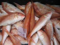 Frozen WR red mullet and fillet for sale