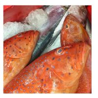 Fresh Grouper Fish Fresh Brown Grouper/chilled Seafood! Grey Fresh Tomato Grouper Fish Sunu Tongsing Fish Whole For Sale