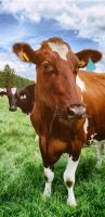Live Healthy Cows and Holstien Heifer Cows For Sale