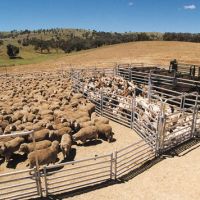 welded sheep raising panel live sheep for sale steel sheep hurdle