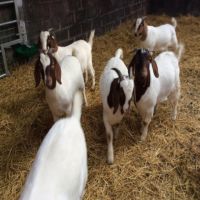 Organic production live Boer Goats For Sale