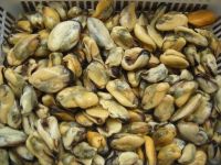 Frozen Boiled Mussels Meat Green Mussel