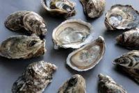 Fresh/Frozen Oysters