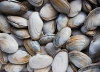Delicious  seafood Clam