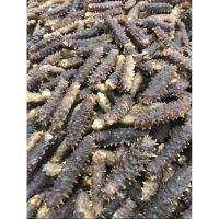 Dried sea cucumber - best seafood products
