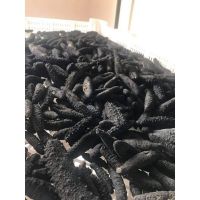 Top quality sea cucumber stock from Pakistan