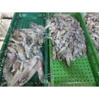 Frozen loligo squid (WR) manufacturer & supplier