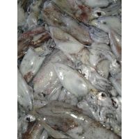 Frozen whole round loligo squid in affordable price