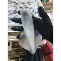 Export frozen loligo squid from Pakistan