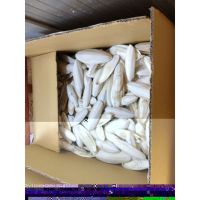 Cuttlefish Bones Ready Stock