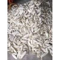 Cuttlefish Bone In Affordable Price