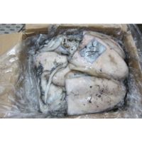 Frozen Whole Cuttlefish For Sale