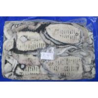 Cuttlefish For Sale