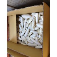 Bulk Quantity Cuttlefish Bone