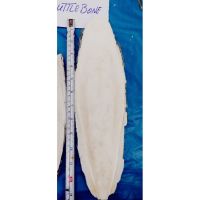 Affordable Cuttlefish Bone