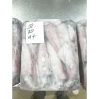 Whole Frozen Loligo Squids