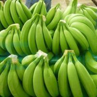 Fresh Bananas