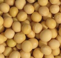 yellow soybean/soya bean