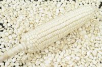White Maize for human consumption