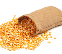 Best quality Maize