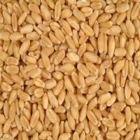 top quality durum dry wheat