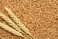 premium quality dry wheat from Ukraine