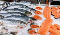 WHOLE SALEFROZEN SALMON FISH DIRECT FROM FACTORY