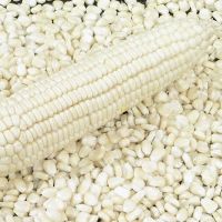 Whole sale best quality white corn