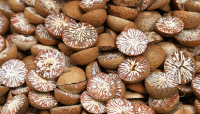 SELL DRIED WHOLE BETEL NUT GOOD CUT FROM VIETNAM