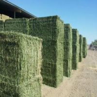 Alfafa Hay, Alfalfa hay with high protein for animal feeding