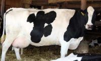 Pregnant Holstein Heifers Cows