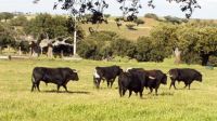 Fighting cattle/ cows