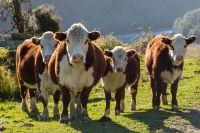 Hereford cattle/ cows