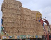 Bulk wheat hay For Sale