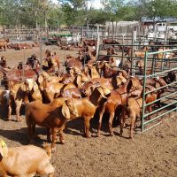 Boer Goats/ Sheep for sale in South Africa