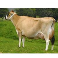 Livestock , Cattle Cow Pregnant Holstein Heifers/Healthy Pregnant Jersey