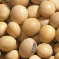 natural Fresh hulled white sesame