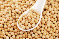 Bulk GMO and Non GMO Soyabean / Soybean