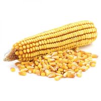 GRADE 1 Non GMO White and Yellow Corn/Maize for sale