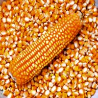 GRADE 1 Non GMO White and Yellow Corn/Maize for sale