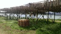 Stockfish