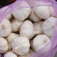Natural Fresh Normal Pure White Garlic