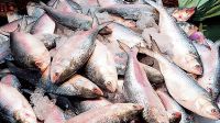 High Quality Frozen/fresh Hilsa Fish