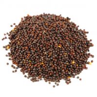 MUSTARD SEEDS