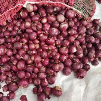 BANGALORE ROSE ONION