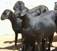 Top selling Santa Ines goats for sale