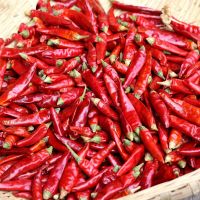 Good Price Chinese Wholesale specification Dry Pepper Red hot slimming Dried Chili