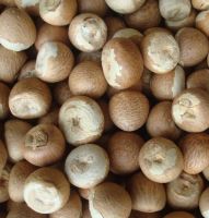 ORGANIC DRIED WHOLE ARECA NUTS/DRIED BETAL NUT OR ARECA NUTS FOR SALE