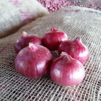 Best Wholesale  Fresh Red Onion