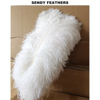50-55CM wholesale white large ostrich feather